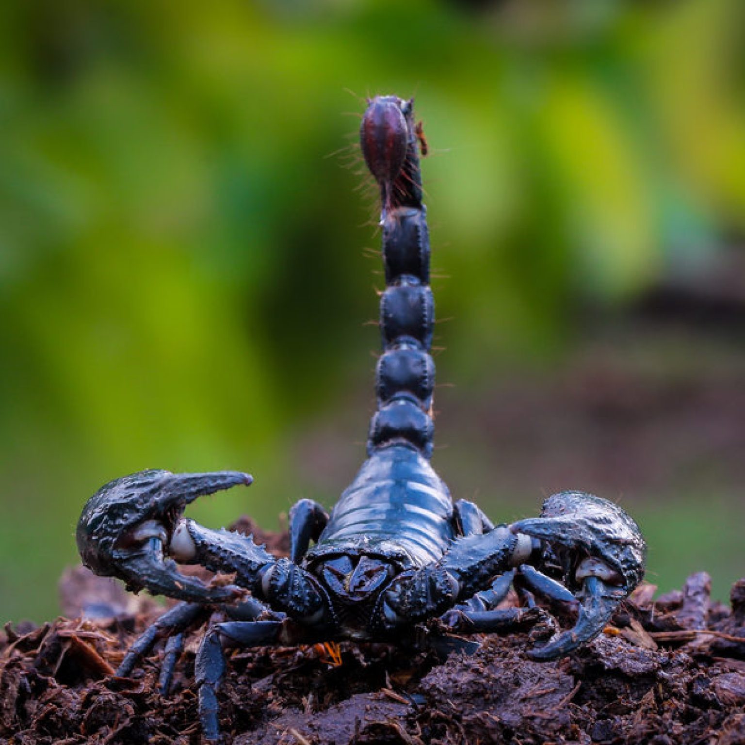 Errant Scorpion Delays EasyJet Flight