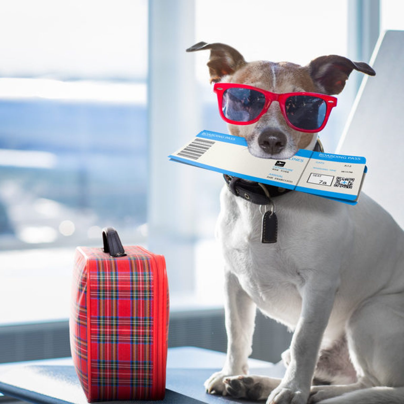 Southwest Flies Furry Evacuees