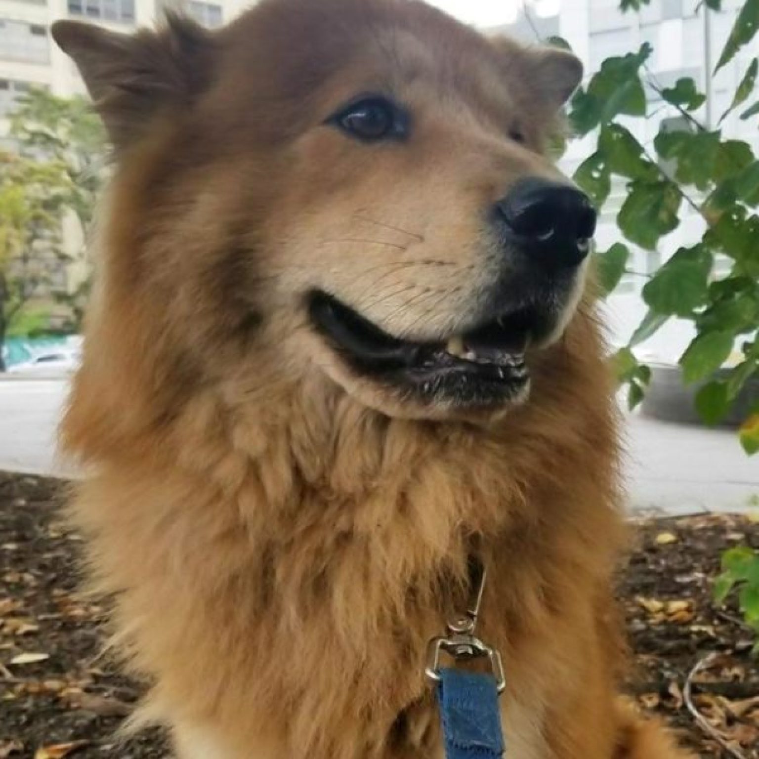 JetBlue Flight Turns Around Due to Escaped Pax Dog JetBlue Flight Turns Around Due to Escaped Pax Dog