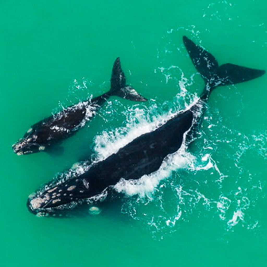 5 Endangered Species & What We Can Do for Them 5 Endangered Species & What We Can Do for Them