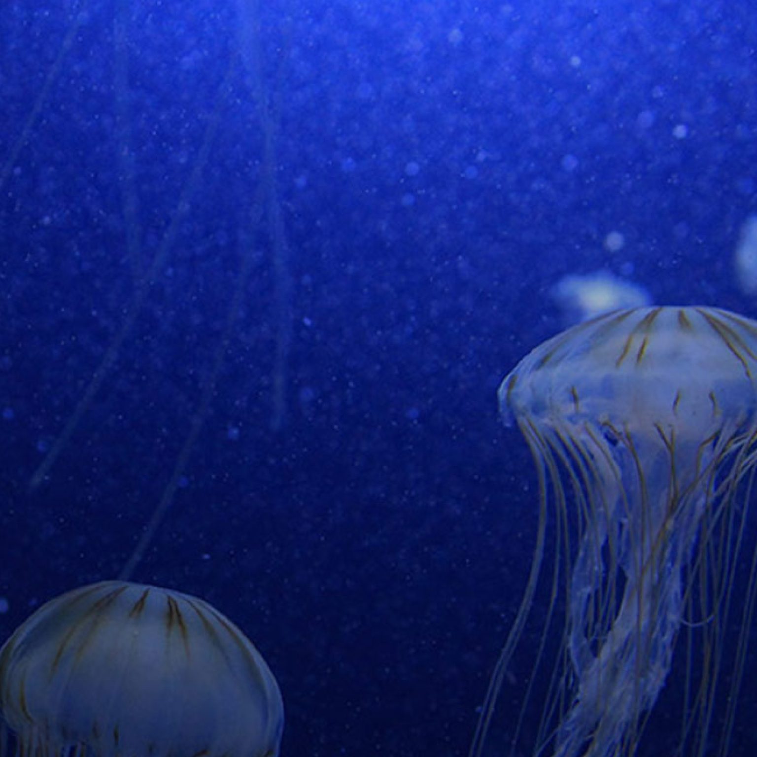 Teen Rescuing Man From Capsized Boat