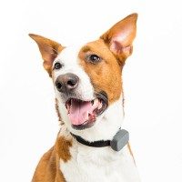 whistle-3-dog-wearing-device