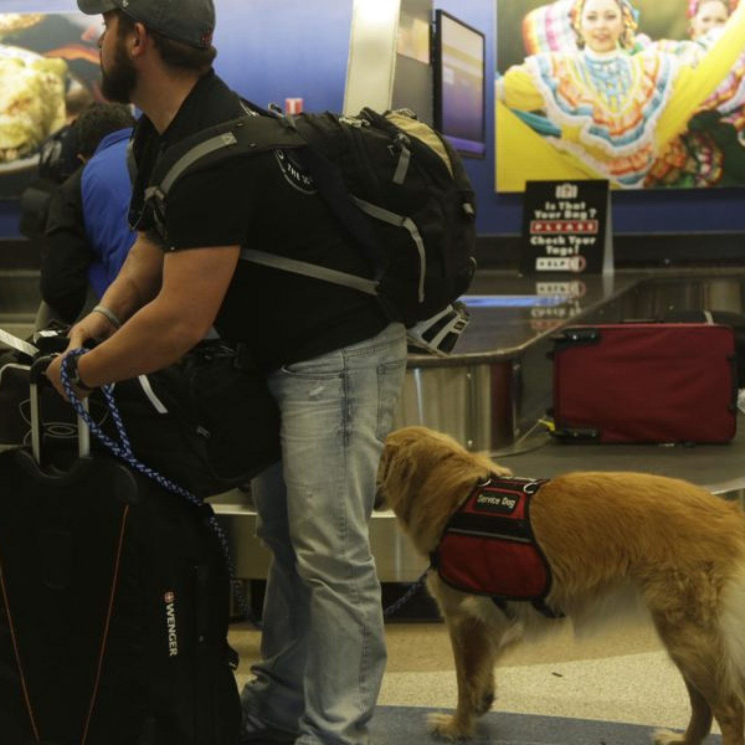 Delta Is Cracking Down on Service Animals on Flights