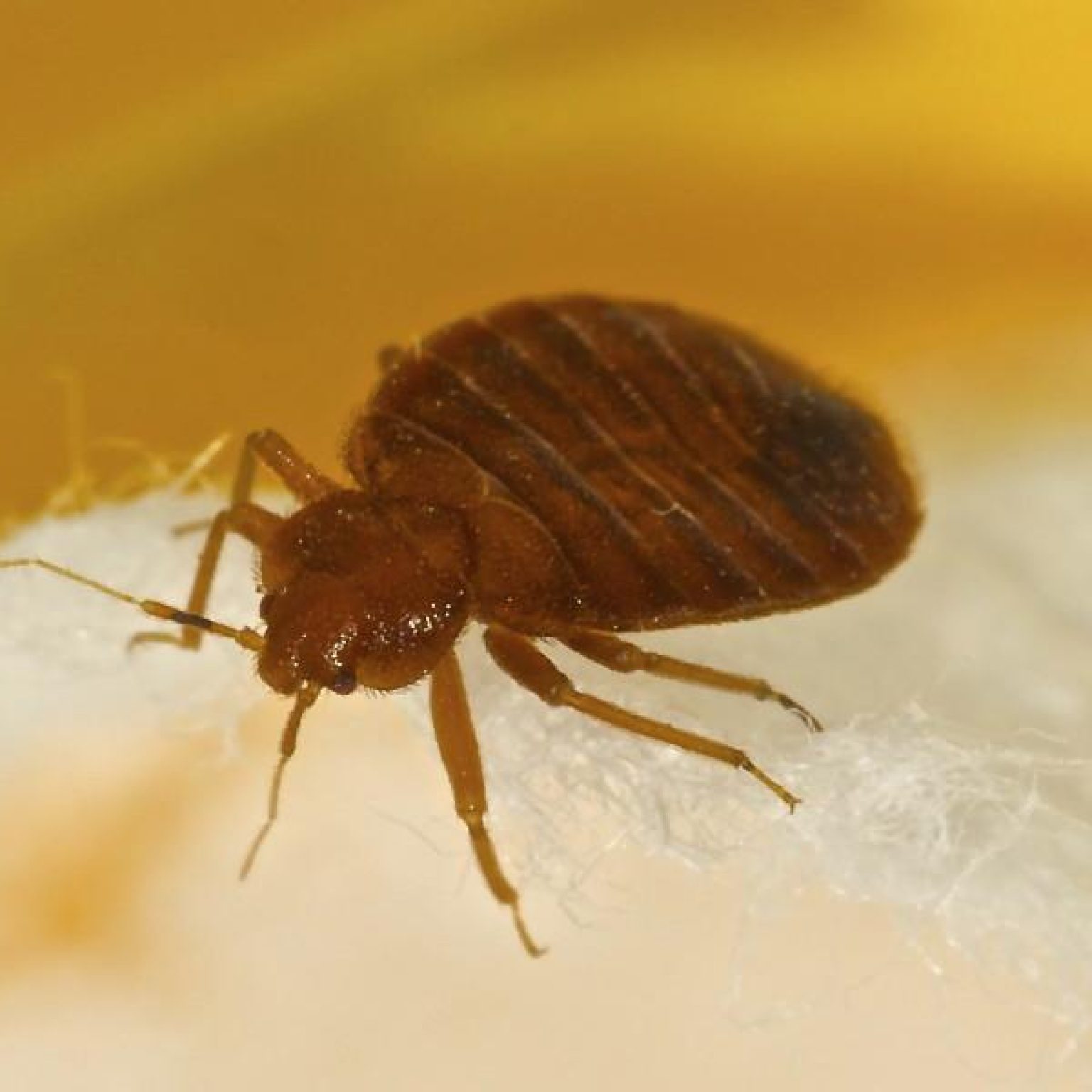 Cleaning Crews Accuse British Airways of Flying Bedbugs
