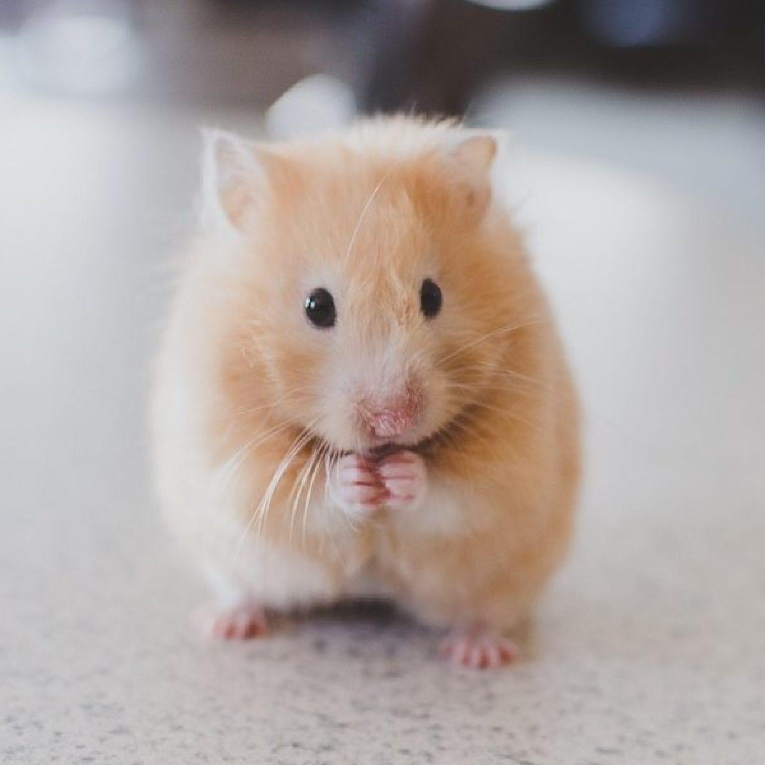 Spirit Airlines Made Student Flush Emotional Support Hamster Down the Toilet?