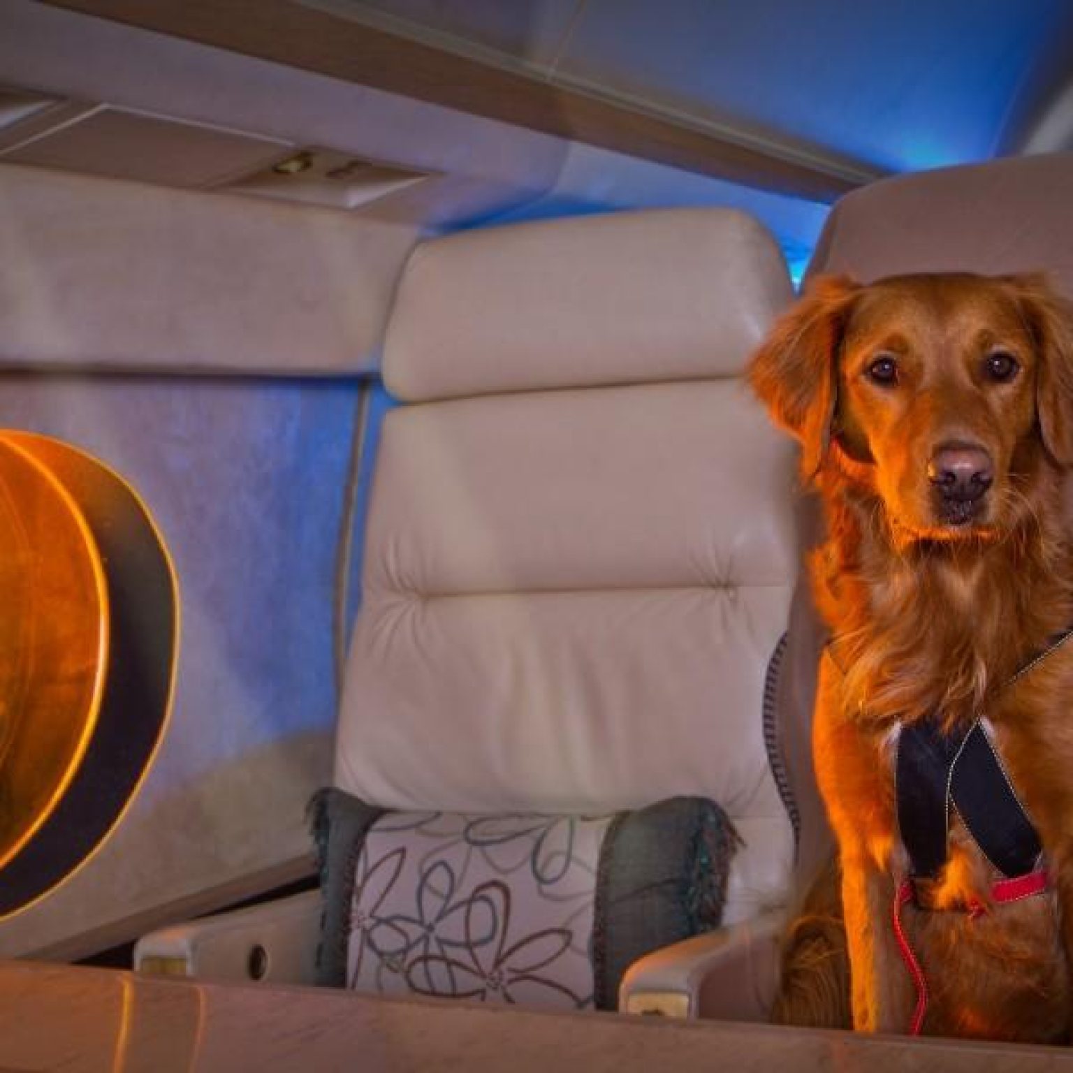 United Follows Delta’s Lead, Tightens Rules on Emotional Support Animals