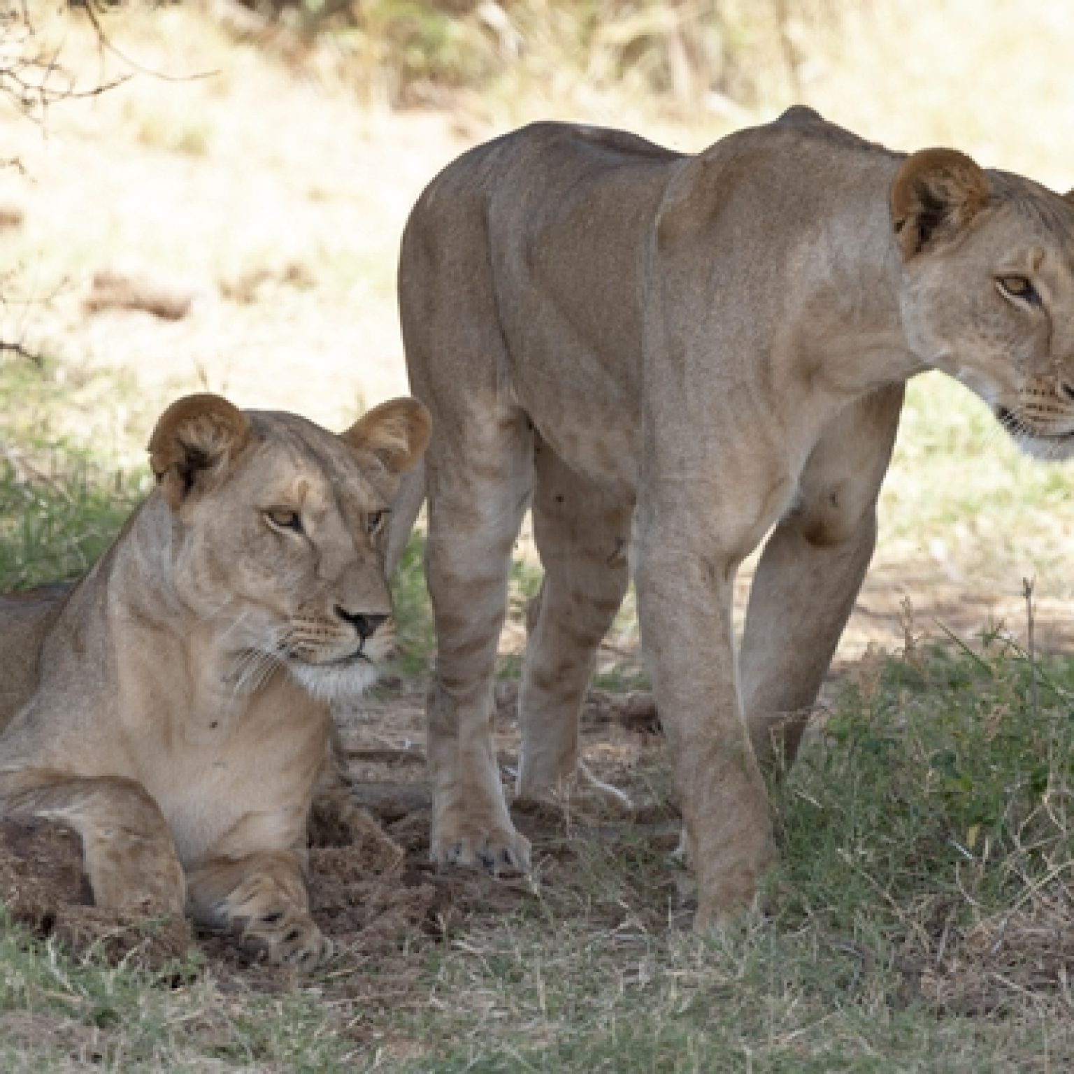 Poachers Eaten by Lions on South African Game Reserve