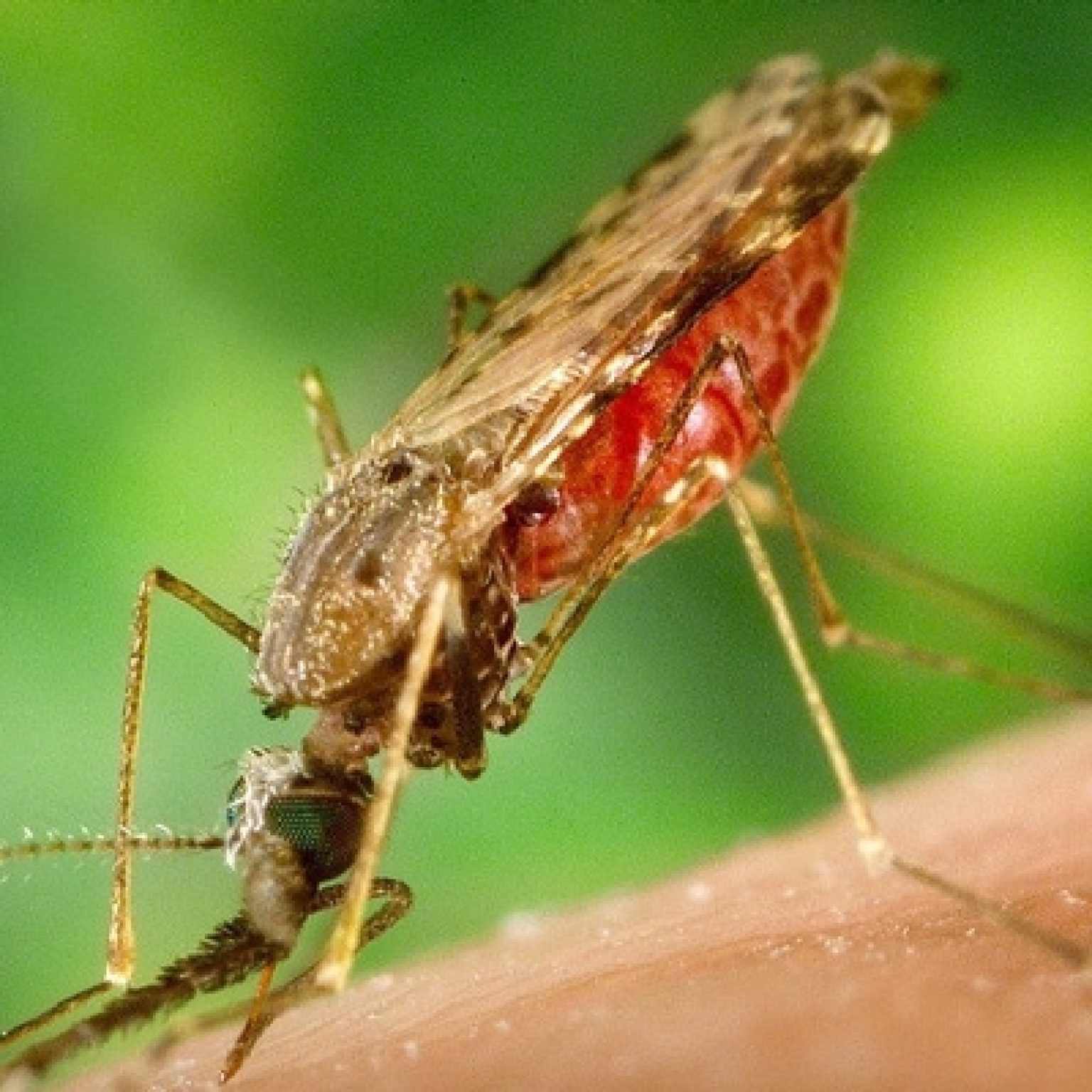 Mosquito Experiments in Australia Aim to Eliminate Dengue Fever, Zika