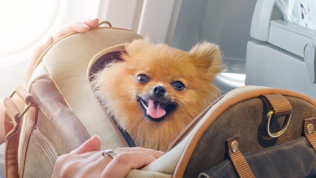 A Pomeranian inside of a travel bag aboard an airplane A Pomeranian inside of a travel bag aboard an airplane