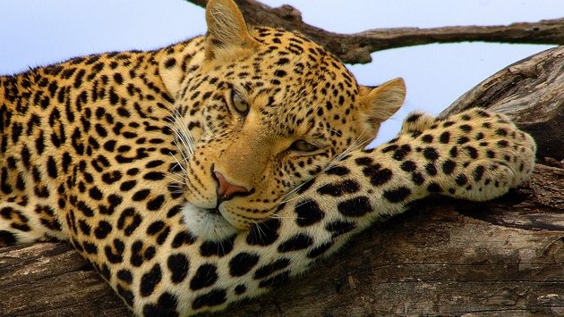 Leopard on a Kenya Safari