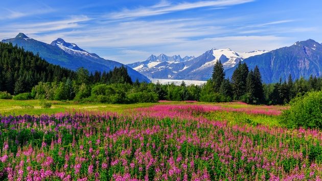 Juneau, Alaska Mendenhall Glacier Viewpoint with Fireweed in bloom. Juneau, Alaska