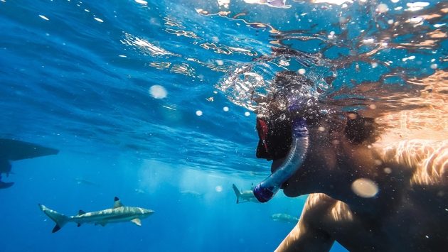 A man snorkeling with sharks in Bora Bora, French Polynesia