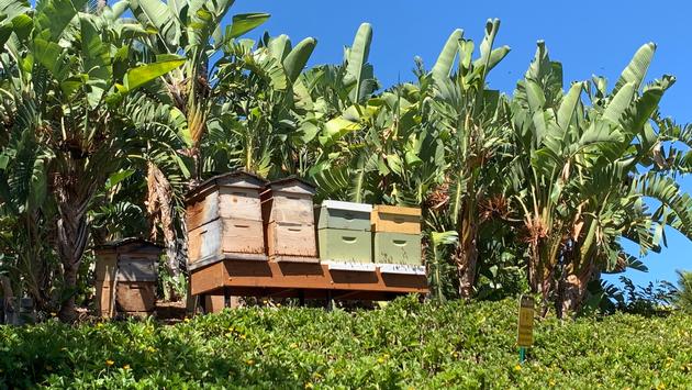 Fairmont Orchid's honey bees.
