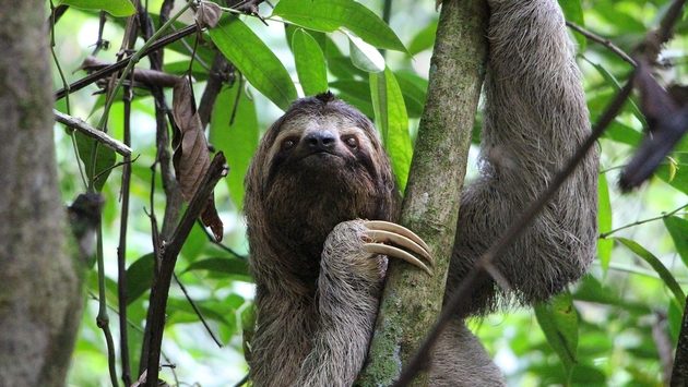 Three-finger sloth Three-finger sloth