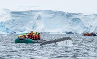 Tenderboat and whale Wilhelmina Bay Antarctica, Hurtigruten