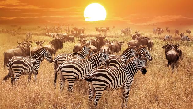 Zebra at sunset in the Serengeti National Park, Tanzania, Africa