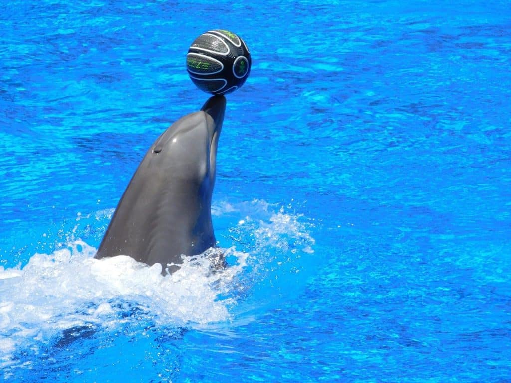 Expedia Updated Its Animal Welfare Policy, Will No Longer Sell Holiday Packages Involving Dolphins and Whales