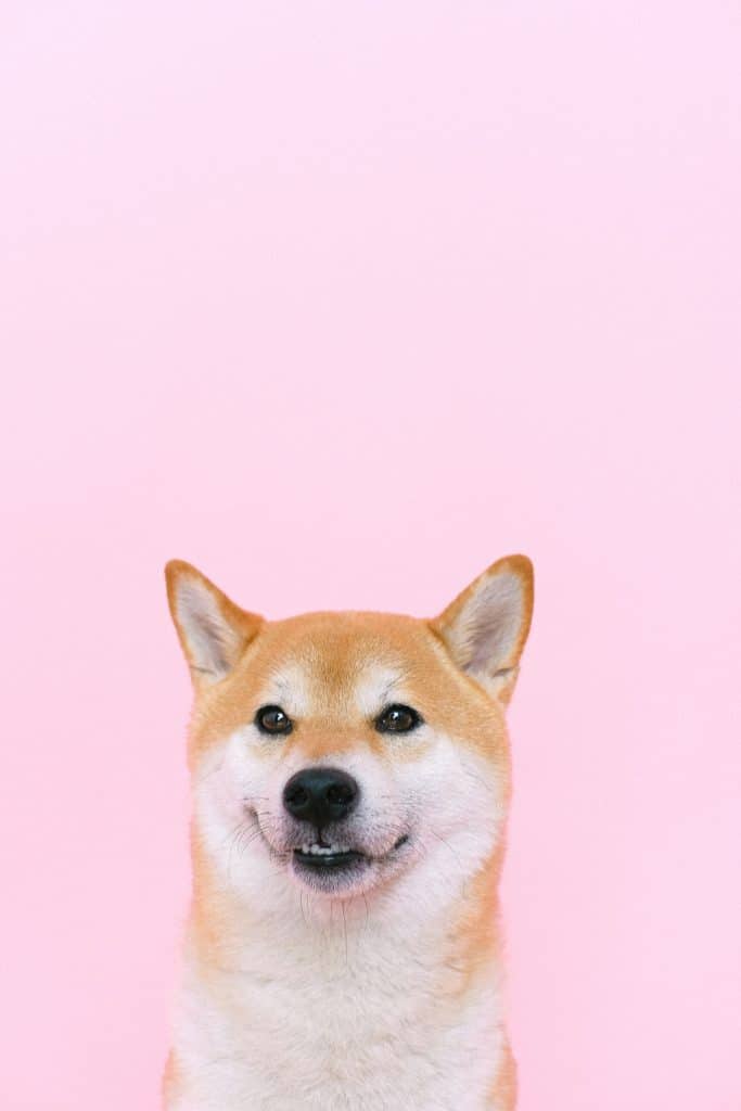 shiba inu, delta airlines, service animals, support animals