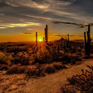 brown and green grass