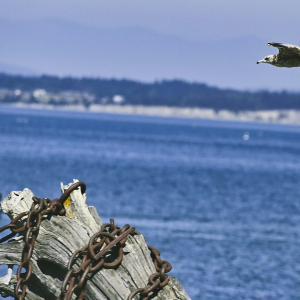 brown wood log on water